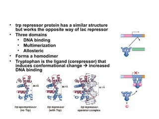 • trp repressor protein has a similar structure
but works the opposite way of lac repressor
• Three domains
• DNA binding
• Multimerization
• Allosteric
• Forms a homodimer
• Tryptophan is the ligand (corepressor) that
induces conformational change  increased
DNA binding
Bacterial Gene Regulation
 