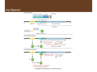 trp Operon
 