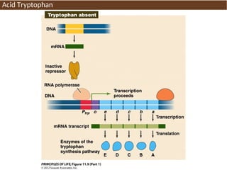 Acid Tryptophan
 