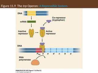 Figure 11.9 The trp Operon: A Repressible System
 