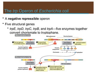 The trp Operon of Escherichia coli
• A negative repressible operon
• Five structural genes
• trpE, trpD, trpC, trpB, and trpA―five enzymes together
convert chorismate to tryptophane.
 