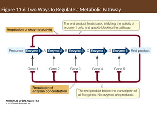 Figure 11.6 Two Ways to Regulate a Metabolic Pathway
 