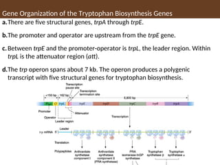 a.There are five structural genes, trpA through trpE.
b.The promoter and operator are upstream from the trpE gene.
c.Between trpE and the promoter-operator is trpL, the leader region. Within
trpL is the attenuator region (att).
d.The trp operon spans about 7 kb. The operon produces a polygenic
transcript with five structural genes for tryptophan biosynthesis.
Gene Organization of the Tryptophan Biosynthesis Genes
 