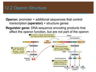 12.2 Operon Structure
Operon: promoter + additional sequences that control
transcription (operator) + structure genes
Regulator gene: DNA sequence encoding products that
affect the operon function, but are not part of the operon
 