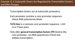 Concept 11.3 Eukaryotic Genes Are Regulated by Transcription Factors
and DNA Changes
Transcription factors act at eukaryotic promoters.
Each promoter contains a core promoter sequence
where RNA polymerase binds.
TATA box is a common core promoter sequence—rich
in A-T base pairs.
Only after general transcription factors (TF) bind to the
core promoter, can RNA polymerase II bind and
initiate transcription.
 