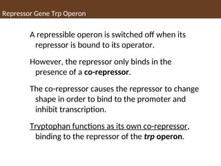 Repressor Gene Trp Operon
A repressible operon is switched off when its
repressor is bound to its operator.
However, the repressor only binds in the
presence of a co-repressor.
The co-repressor causes the repressor to change
shape in order to bind to the promoter and
inhibit transcription.
Tryptophan functions as its own co-repressor,
binding to the repressor of the trp operon.
 