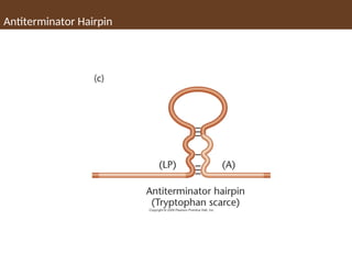 Antiterminator Hairpin
 