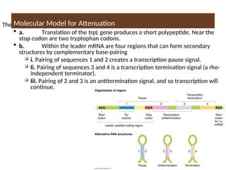 The molecular model for attenuation:
 a. Translation of the trpL gene produces a short polypeptide. Near the
stop codon are two tryptophan codons.
 b. Within the leader mRNA are four regions that can form secondary
structures by complementary base-pairing
 i. Pairing of sequences 1 and 2 creates a transcription pause signal.
 Ii. Pairing of sequences 3 and 4 is a transcription termination signal (a rho-
independent terminator).
 Iii. Pairing of 2 and 3 is an antitermination signal, and so transcription will
continue.
Molecular Model for Attenuation
 