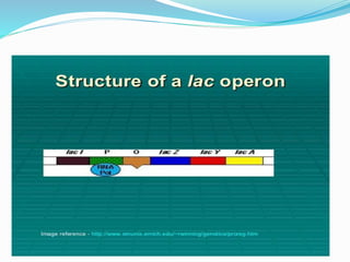 Operon Xref Operon | PPTX