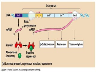 Operon | PPTX