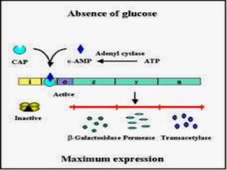 Operon | PPTX