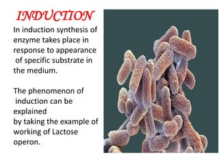 INDUCTION
In induction synthesis of
enzyme takes place in
response to appearance
of specific substrate in
the medium.
The phenomenon of
induction can be
explained
by taking the example of
working of Lactose
operon.
 