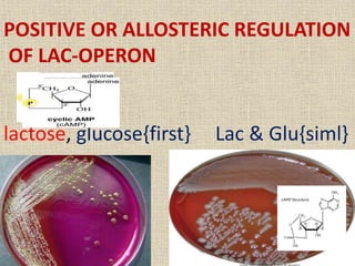 POSITIVE OR ALLOSTERIC REGULATION
OF LAC-OPERON
lactose, glucose{first} Lac & Glu{siml}
 