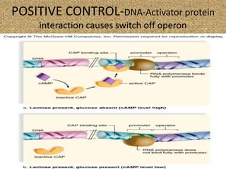 POSITIVE CONTROL-DNA-Activator protein
interaction causes switch off operon
 