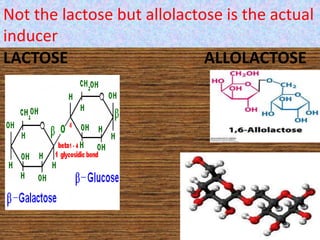 LACTOSE ALLOLACTOSE
Not the lactose but allolactose is the actual
inducer
 