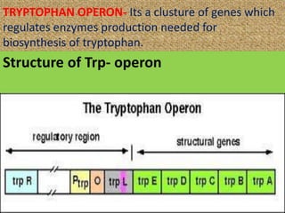 Structure of Trp- operon
TRYPTOPHAN OPERON- Its a clusture of genes which
regulates enzymes production needed for
biosynthesis of tryptophan.
 