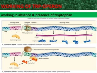 working in absence & presence of tryptophan
WORKING OF TRP-OPERON
 