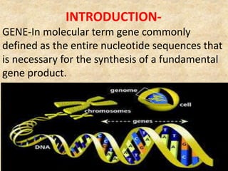 INTRODUCTION-
GENE-In molecular term gene commonly
defined as the entire nucleotide sequences that
is necessary for the synthesis of a fundamental
gene product.
 