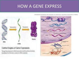 HOW A GENE EXPRESS
 