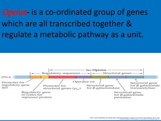 Operon- is a co-ordinated group of genes
which are all transcribed together &
regulate a metabolic pathway as a unit.
 