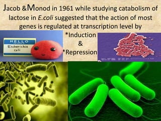 Jacob &Monod in 1961 while studying catabolism of
lactose in E.coli suggested that the action of most
genes is regulated at transcription level by
*Induction
&
*Repression.
 