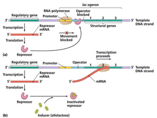 differernt types of Operon concepts