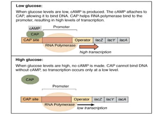 differernt types of Operon concepts