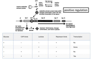 differernt types of Operon concepts