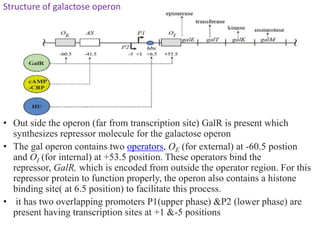 differernt types of Operon concepts