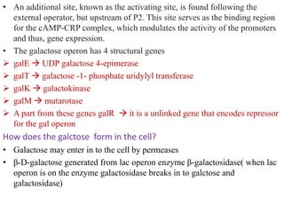 differernt types of Operon concepts