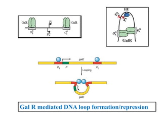 differernt types of Operon concepts