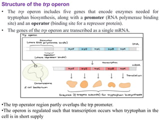 differernt types of Operon concepts