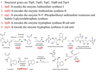 differernt types of Operon concepts