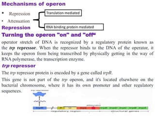 differernt types of Operon concepts