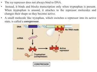 differernt types of Operon concepts