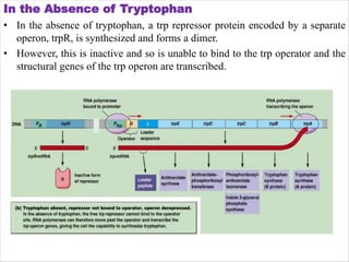 differernt types of Operon concepts