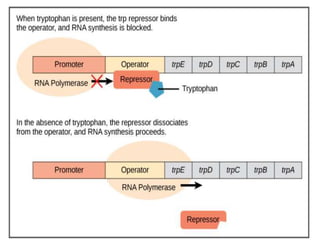 differernt types of Operon concepts
