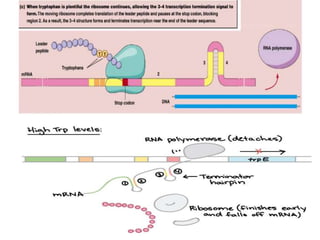 differernt types of Operon concepts