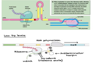 differernt types of Operon concepts