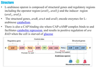 differernt types of Operon concepts