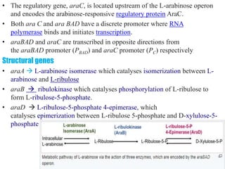 differernt types of Operon concepts