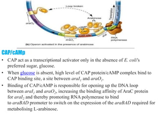 differernt types of Operon concepts