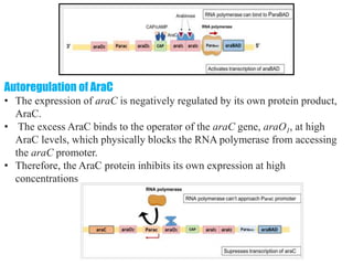 differernt types of Operon concepts