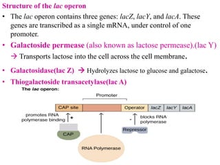 differernt types of Operon concepts