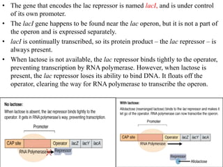 differernt types of Operon concepts