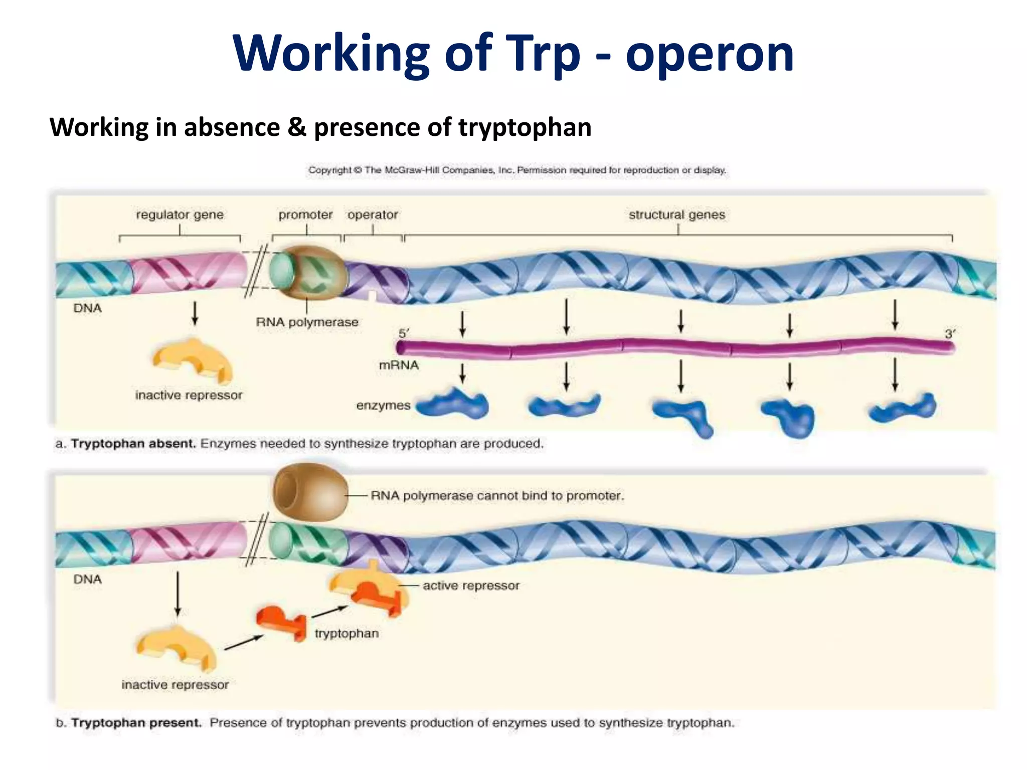 Operon Concept | PPSX