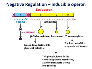 Negative Regulation – Inducible operon
Lac operon
Breaks down lactose into
glucose & galactose.
This protein, found in the
E.coli cytoplasmic membrane,
actively transports lactose
into the cells
The function of this
enzyme is not known.
 