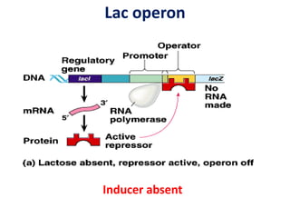 Lac operon
Inducer absent
 