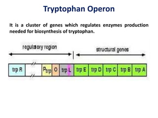 Tryptophan Operon
It is a cluster of genes which regulates enzymes production
needed for biosynthesis of tryptophan.
 