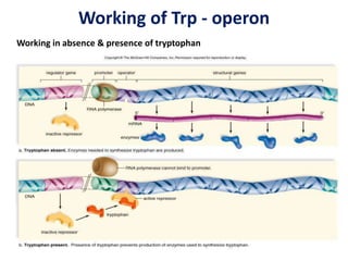Working of Trp - operon
Working in absence & presence of tryptophan
 